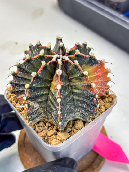 Gymnocalycium Mihanovichii (gy15) (pp) | mineral water stains