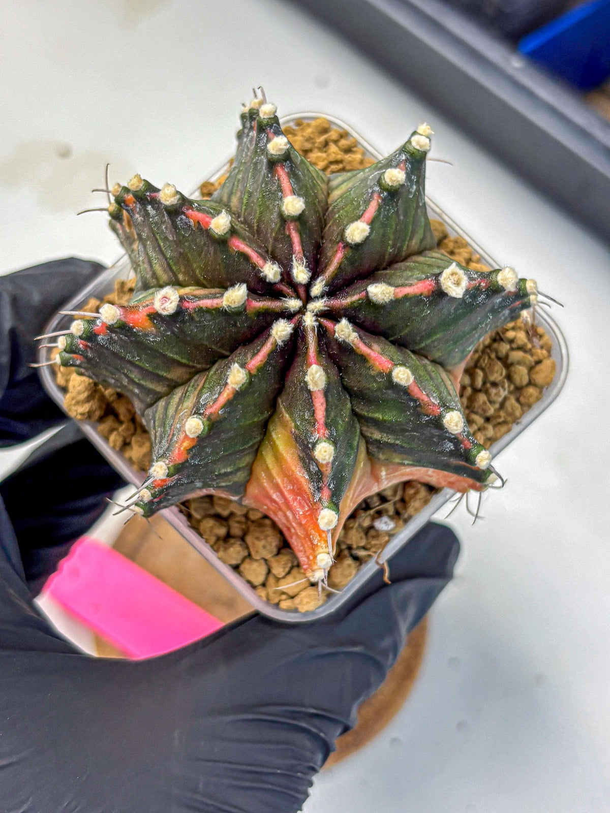Gymnocalycium Mihanovichii (gy15) (pp) | mineral water stains