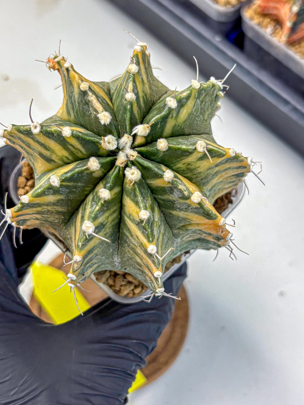 Gymnocalycium Mihanovichii (gy15) (yy) | mineral water stains