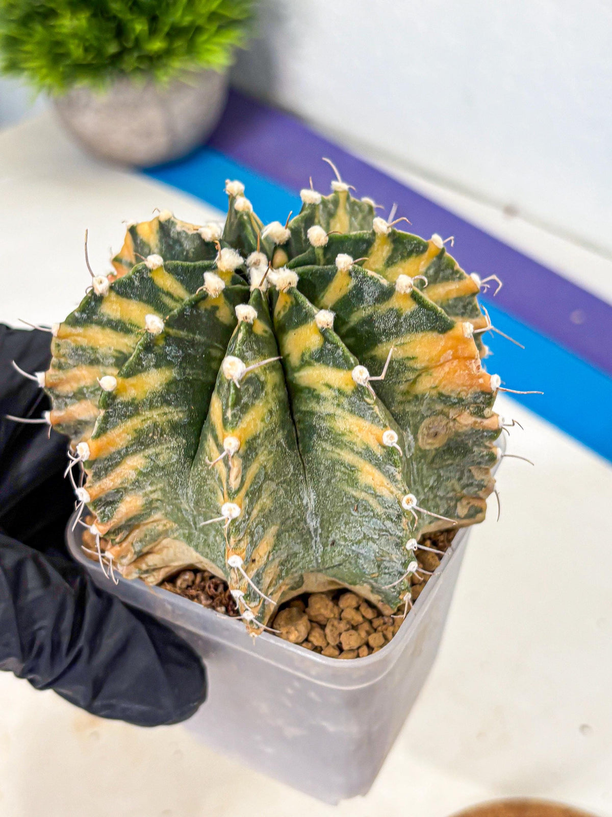 Gymnocalycium Mihanovichii (gy15) (yy) | mineral water stains