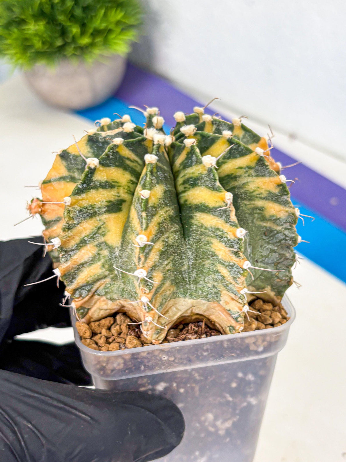 Gymnocalycium Mihanovichii (gy15) (yy) | mineral water stains