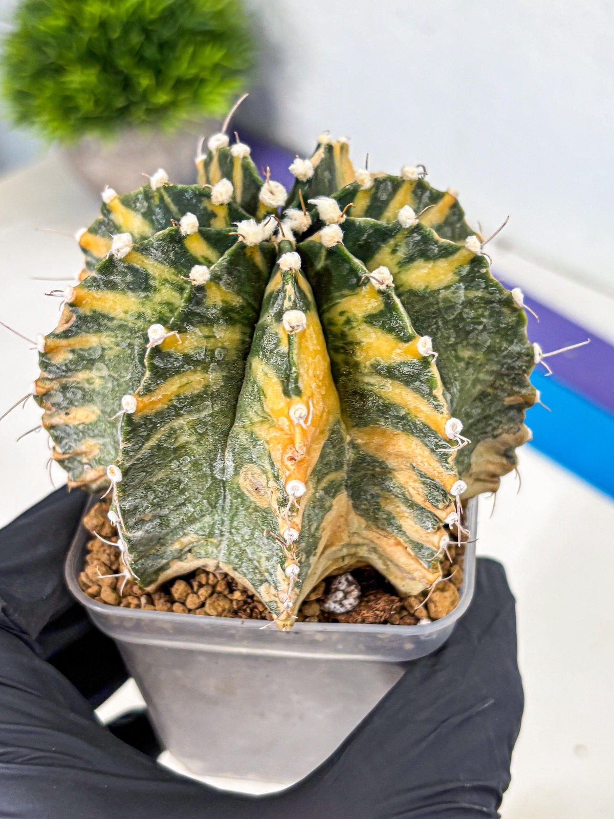 Gymnocalycium Mihanovichii (gy15) (yy) | mineral water stains