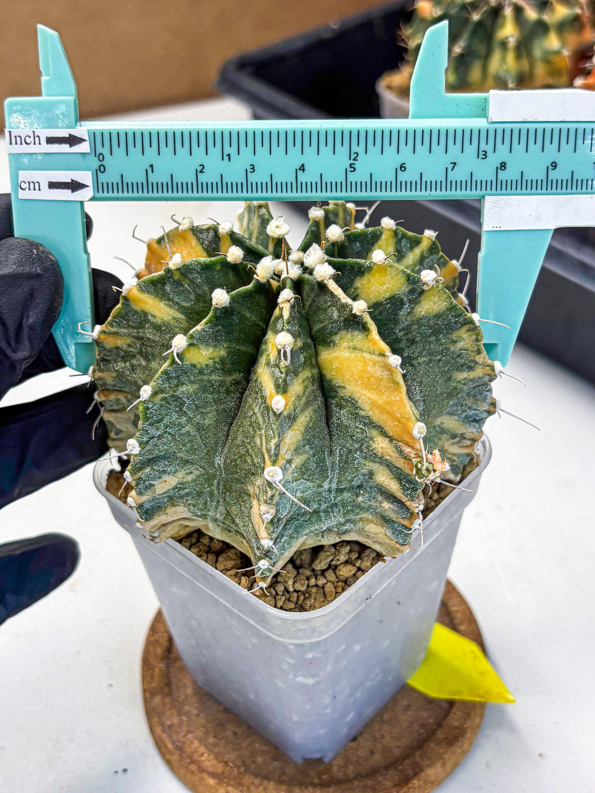 Gymnocalycium Mihanovichii (gy15) (yy) | mineral water stains