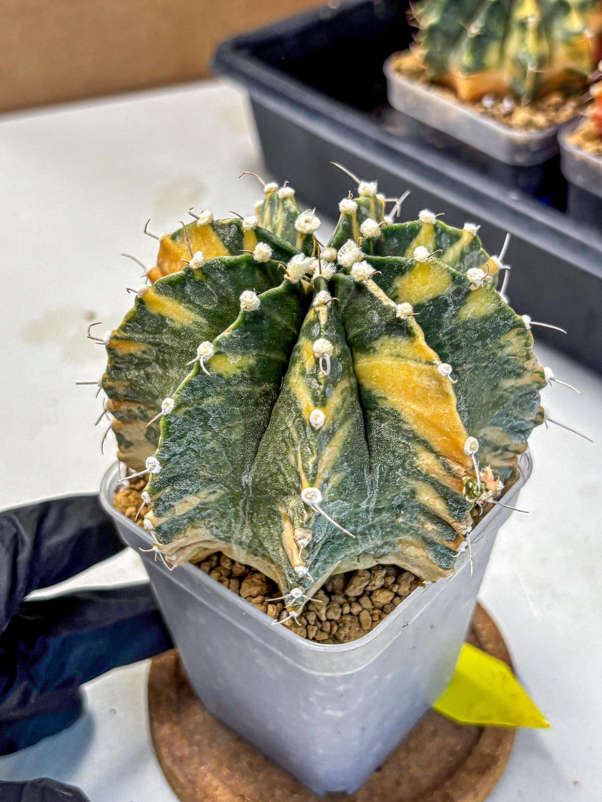 Gymnocalycium Mihanovichii (gy15) (yy) | mineral water stains