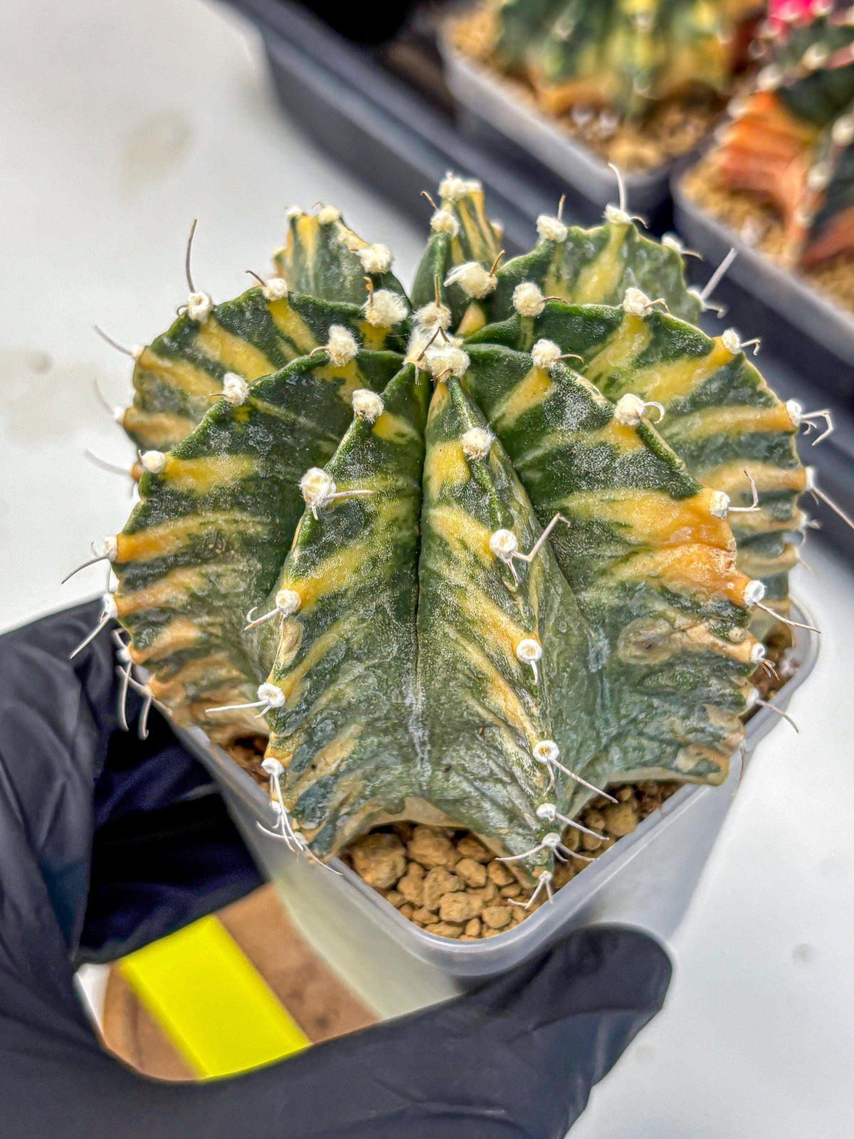 Gymnocalycium Mihanovichii (gy15) (yy) | mineral water stains