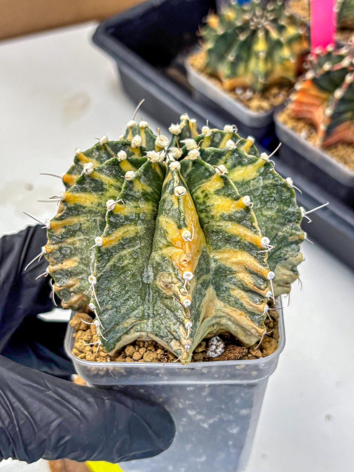 Gymnocalycium Mihanovichii (gy15) (yy) | mineral water stains