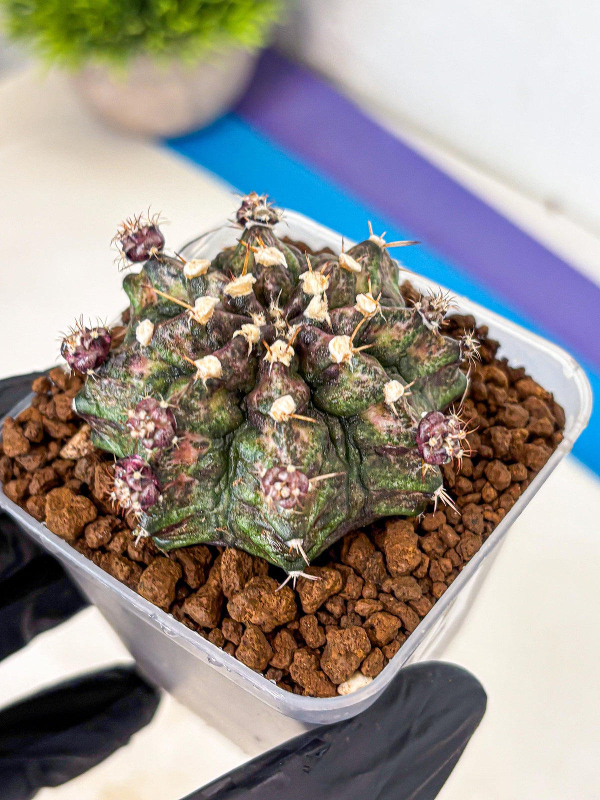 Gymnocalycium T-Rex (gy10) (2) | Variegated Cactus