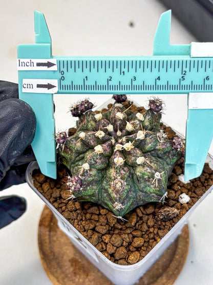 Gymnocalycium T-Rex (gy10) (2) | Variegated Cactus