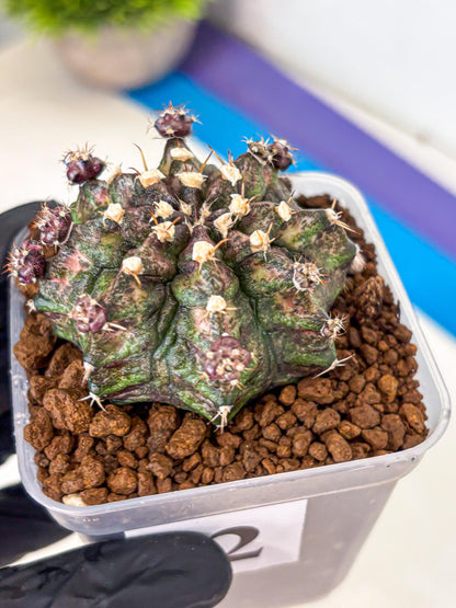 Gymnocalycium T-Rex (gy10) (2) | Variegated Cactus
