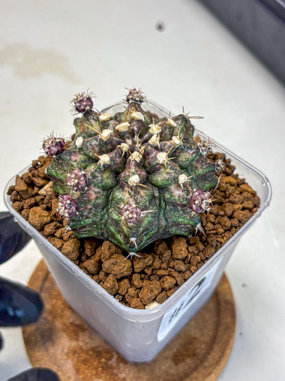 Gymnocalycium T-Rex (gy10) (2) | Variegated Cactus