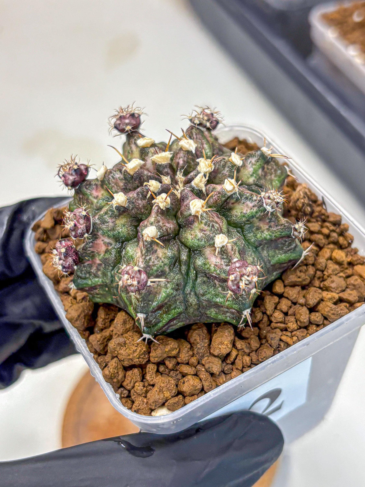 Gymnocalycium T-Rex (gy10) (2) | Variegated Cactus
