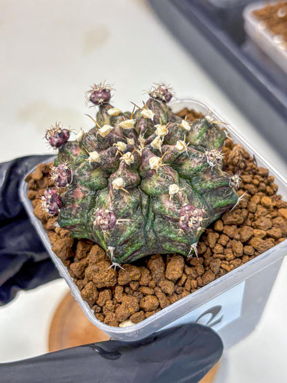 Gymnocalycium T-Rex (gy10) (2) | Variegated Cactus