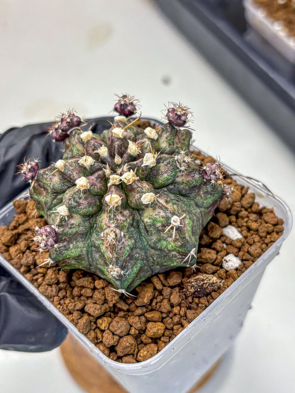 Gymnocalycium T-Rex (gy10) (2) | Variegated Cactus