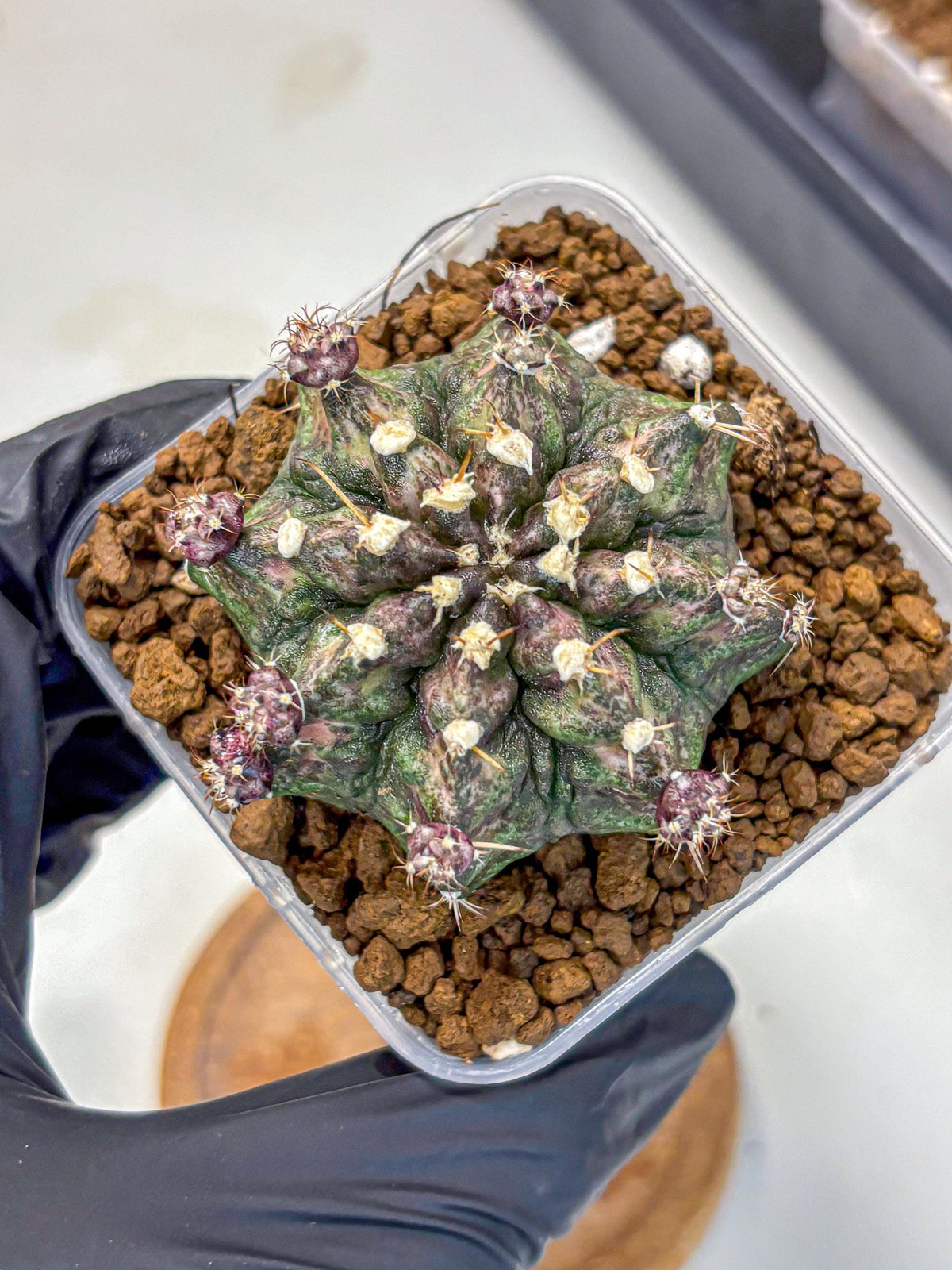 Gymnocalycium T-Rex (gy10) (2) | Variegated Cactus