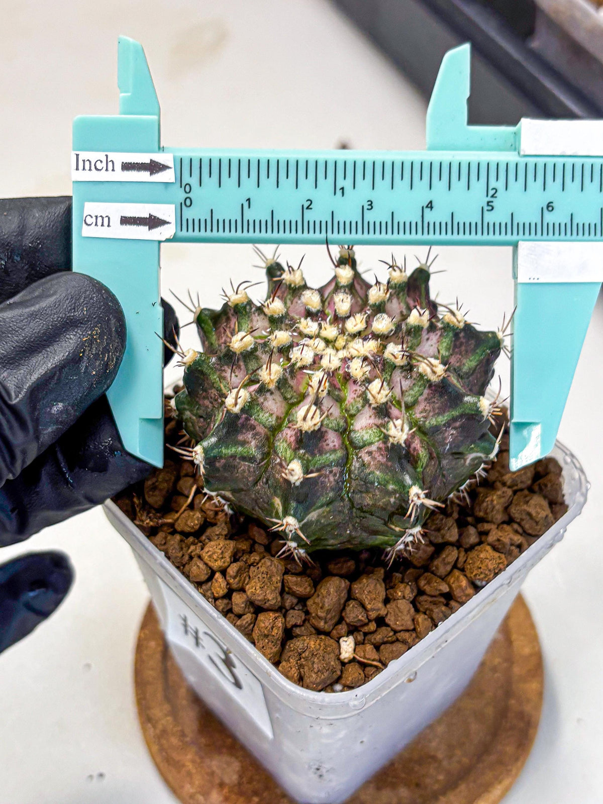 Gymnocalycium T-Rex (gy10) (3) | Variegated Cactus