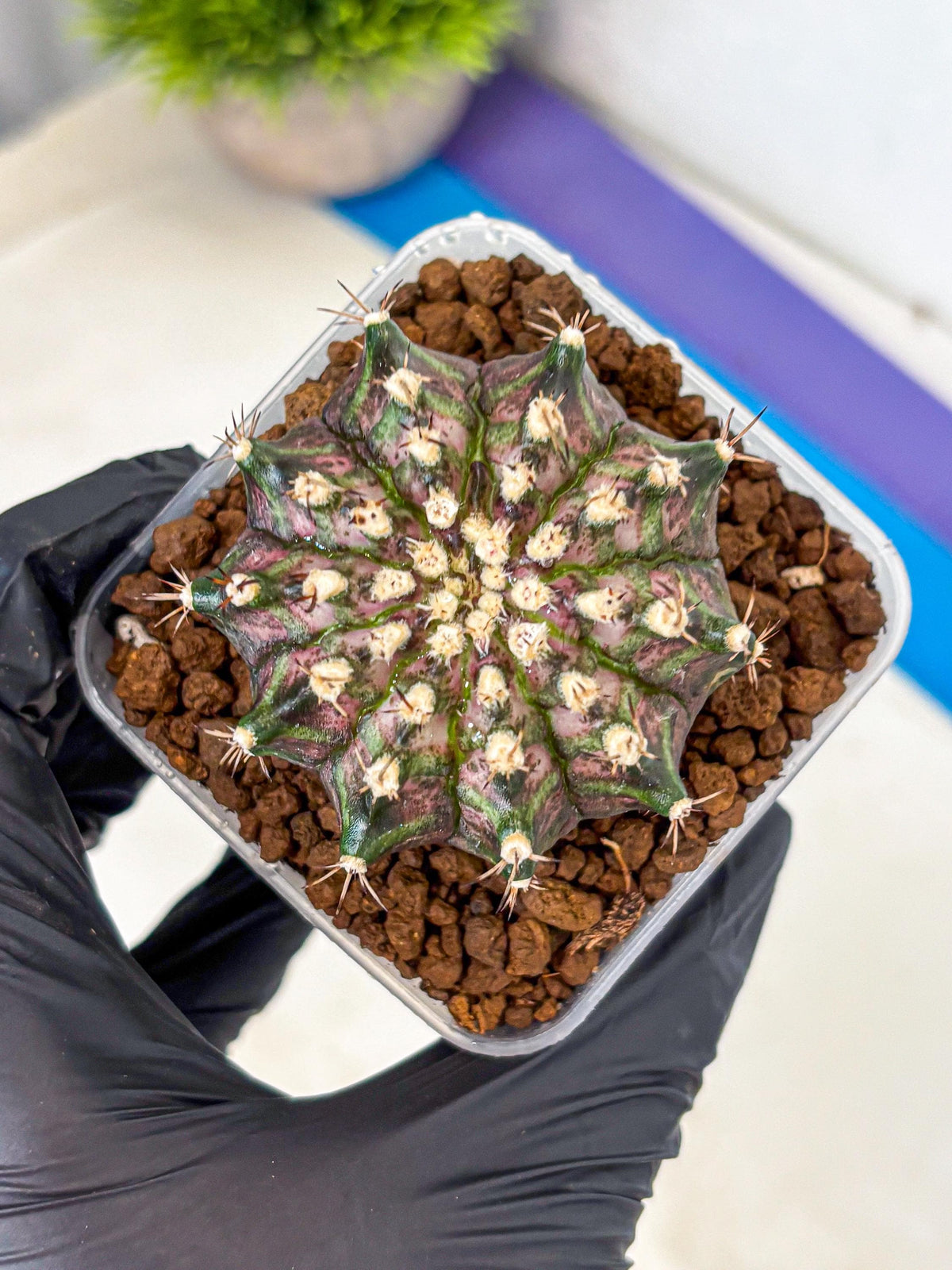 Gymnocalycium T-Rex (gy10) (3) | Variegated Cactus