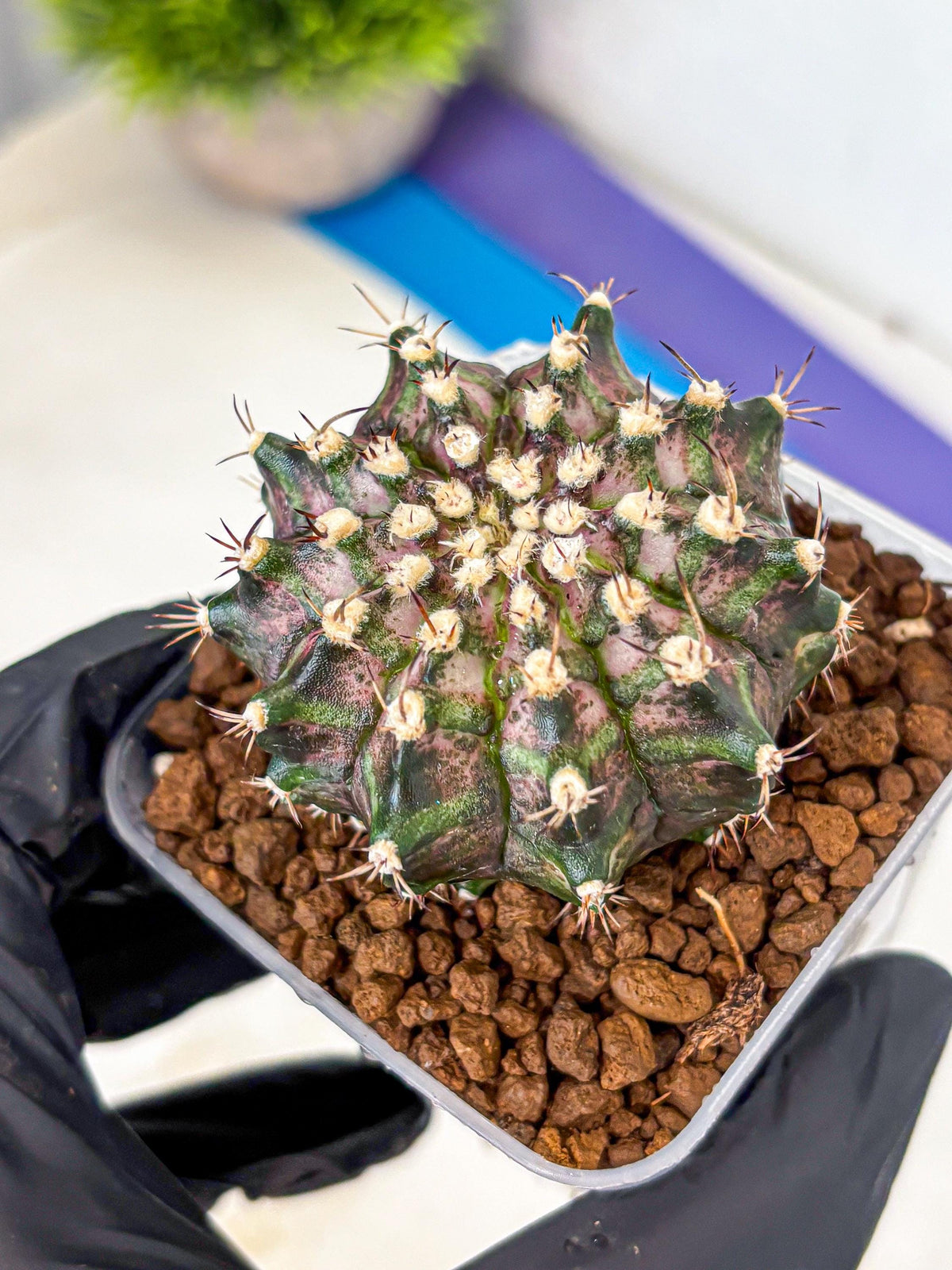 Gymnocalycium T-Rex (gy10) (3) | Variegated Cactus