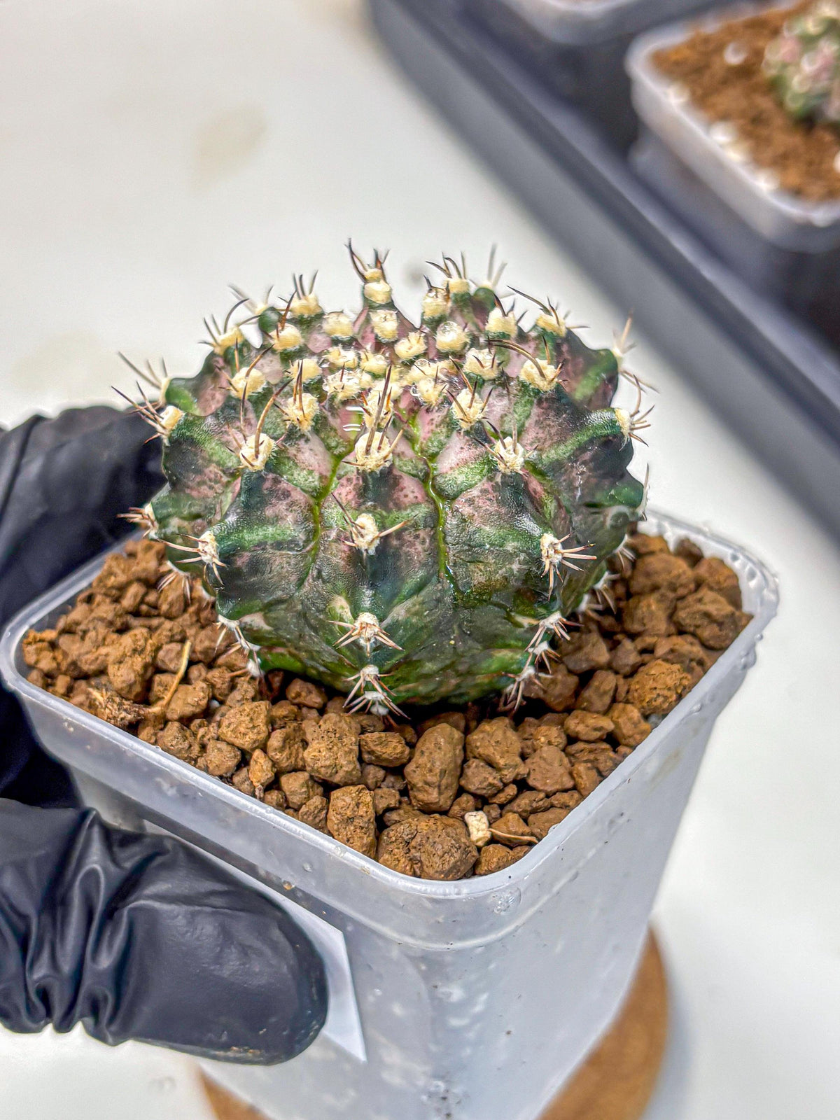 Gymnocalycium T-Rex (gy10) (3) | Variegated Cactus