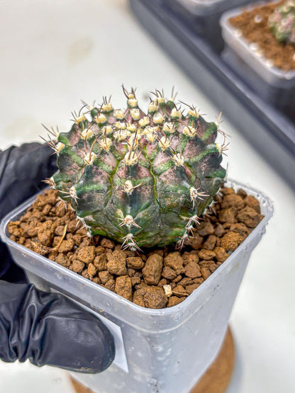 Gymnocalycium T-Rex (gy10) (3) | Variegated Cactus