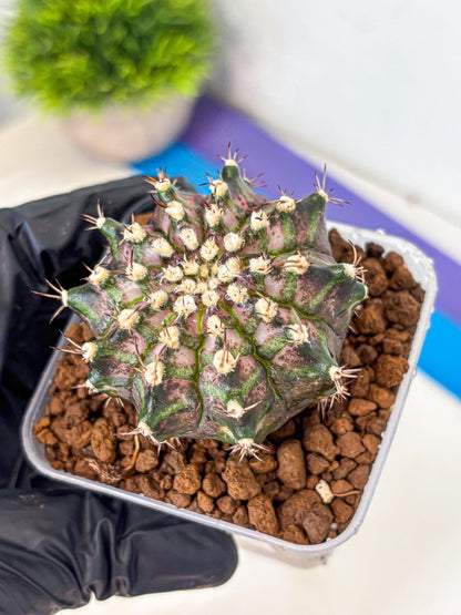 Gymnocalycium T-Rex (gy10) (3) | Variegated Cactus