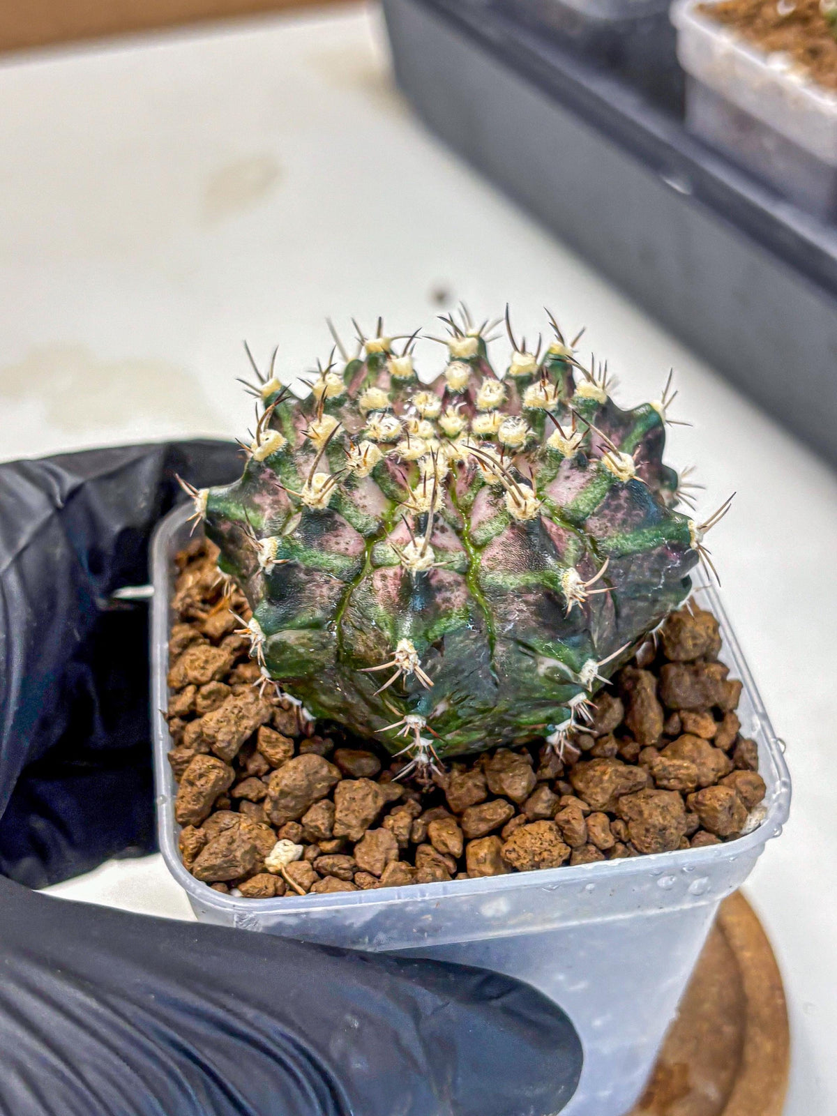 Gymnocalycium T-Rex (gy10) (3) | Variegated Cactus