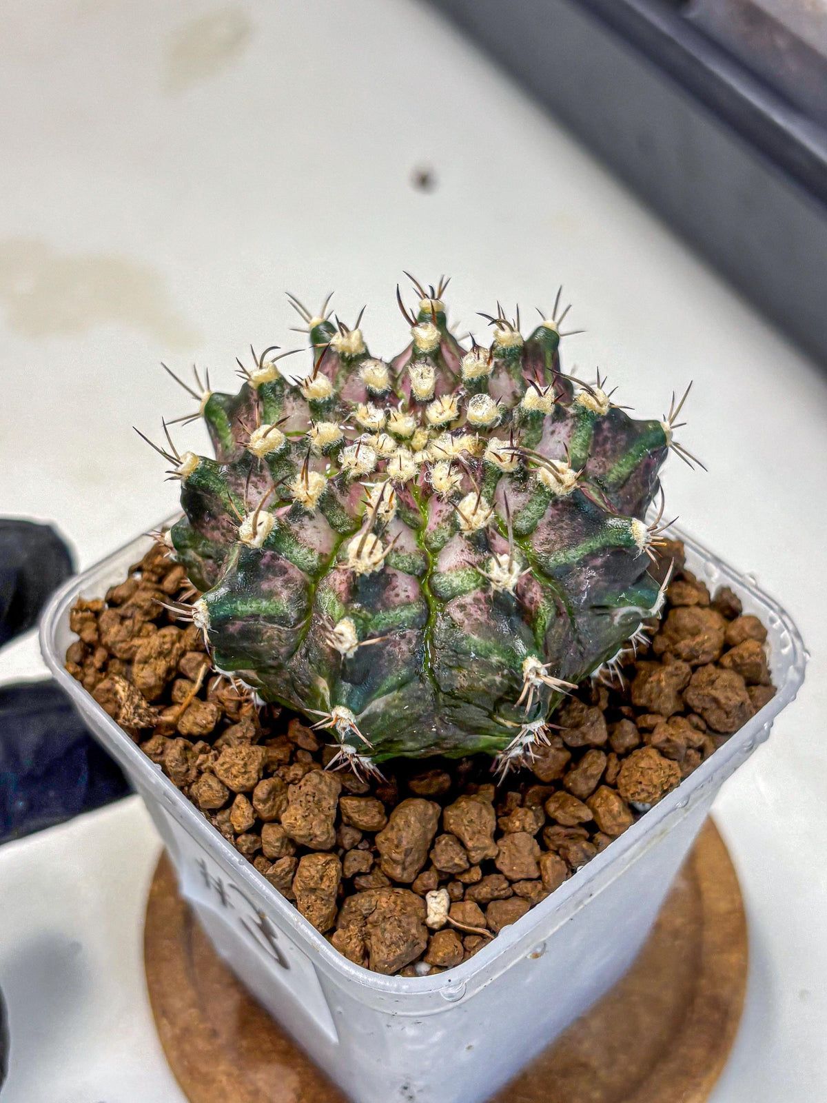 Gymnocalycium T-Rex (gy10) (3) | Variegated Cactus