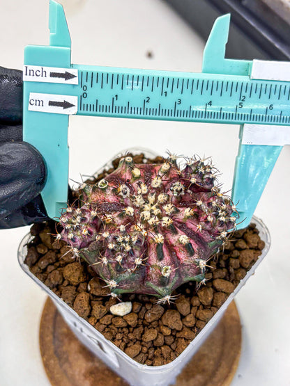 Gymnocalycium T-Rex (gy10) (4) | Variegated Cactus