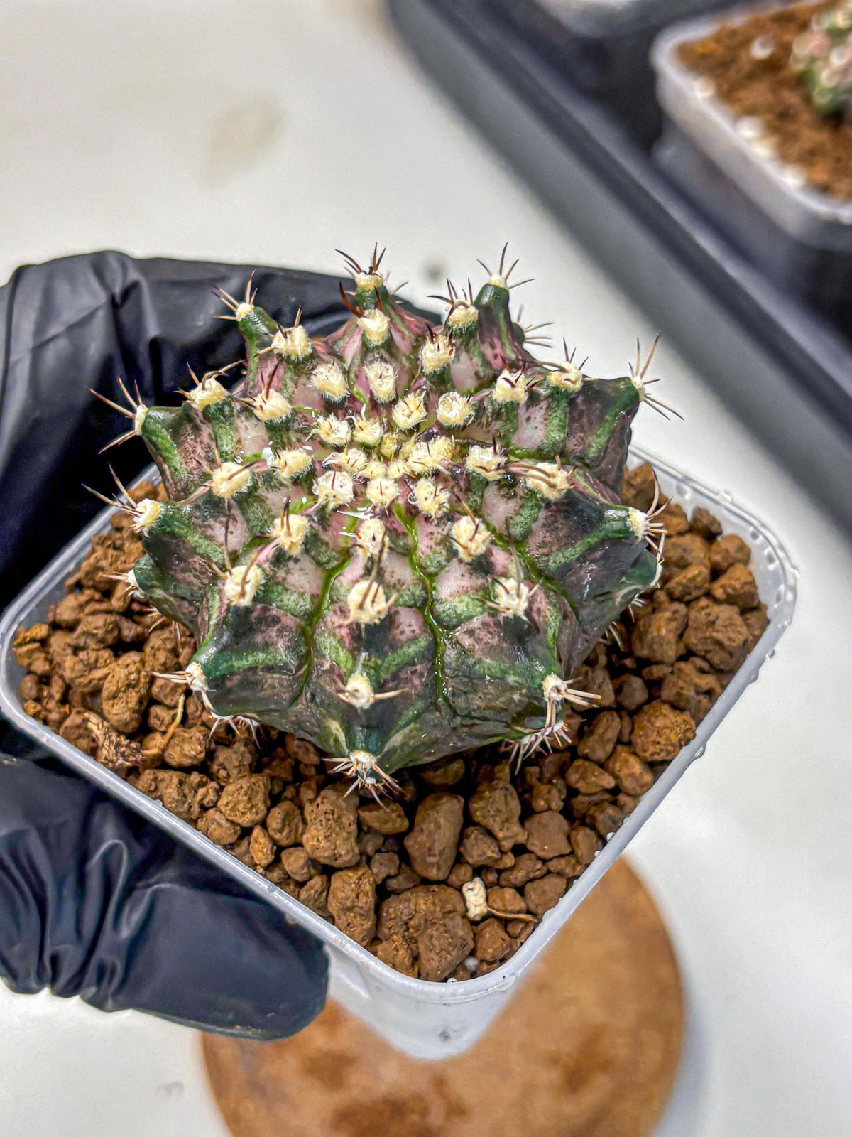 Gymnocalycium T-Rex (gy10) (3) | Variegated Cactus