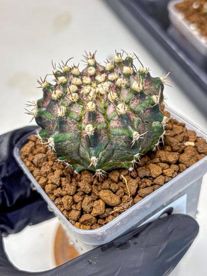 Gymnocalycium T-Rex (gy10) (3) | Variegated Cactus