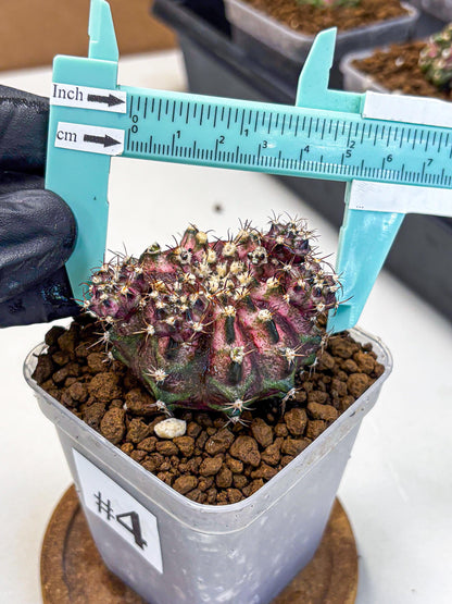 Gymnocalycium T-Rex (gy10) (4) | Variegated Cactus