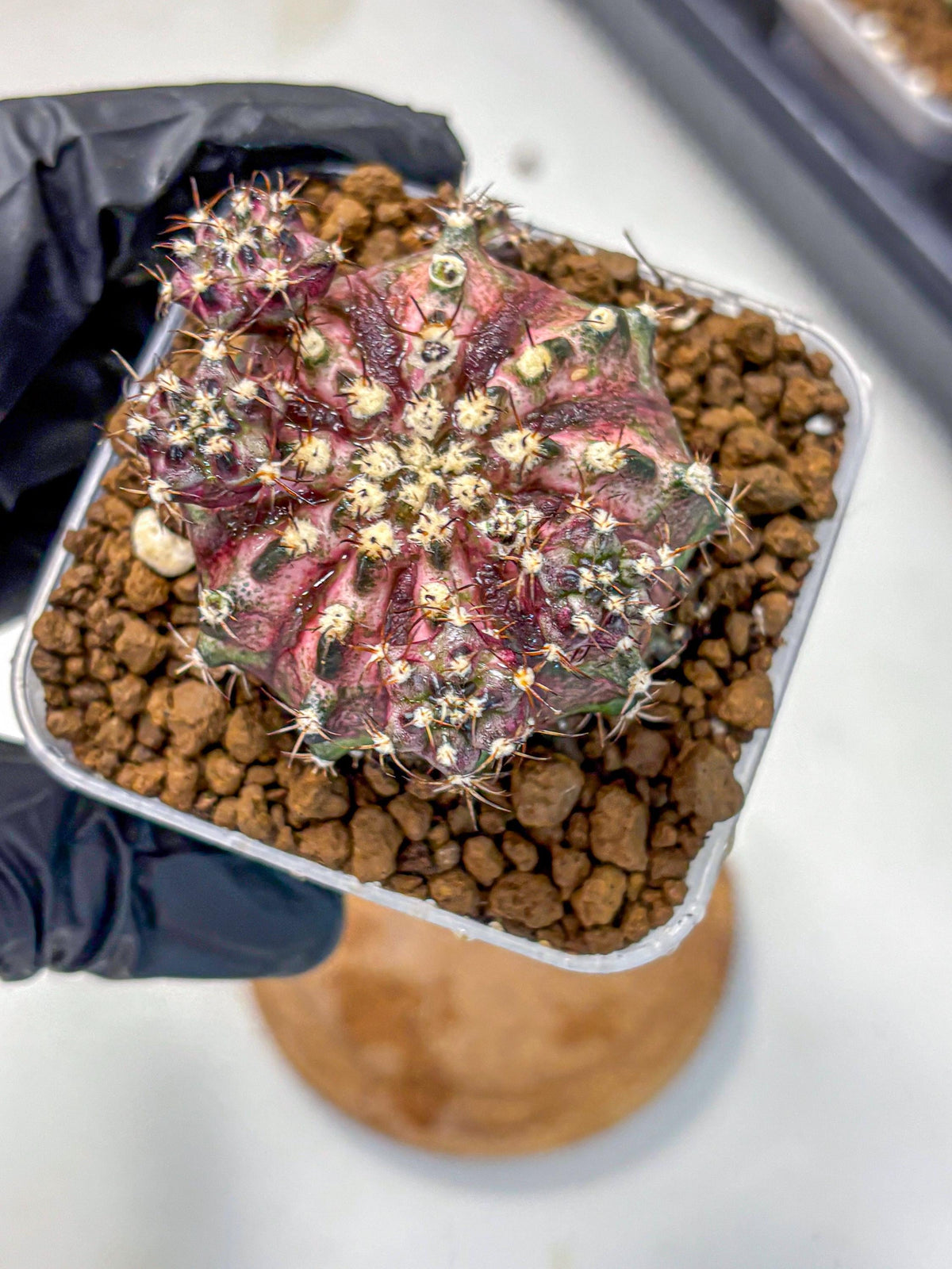Gymnocalycium T-Rex (gy10) (4) | Variegated Cactus