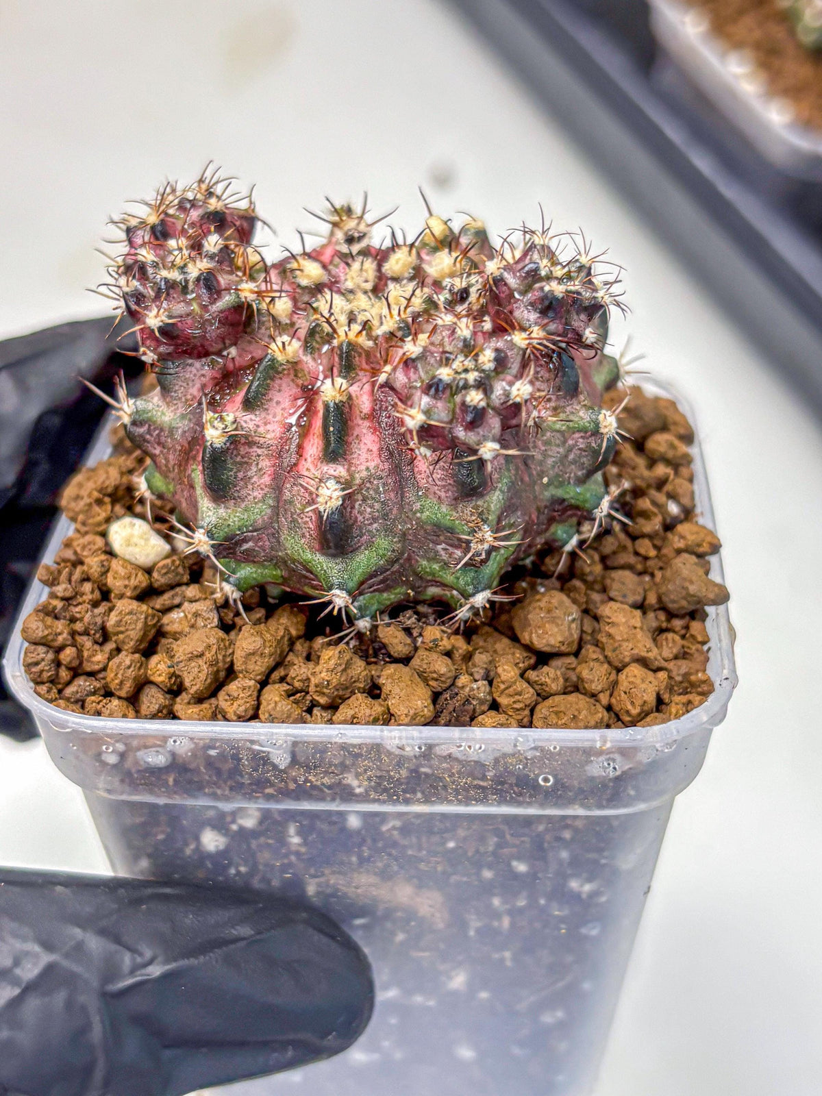 Gymnocalycium T-Rex (gy10) (4) | Variegated Cactus