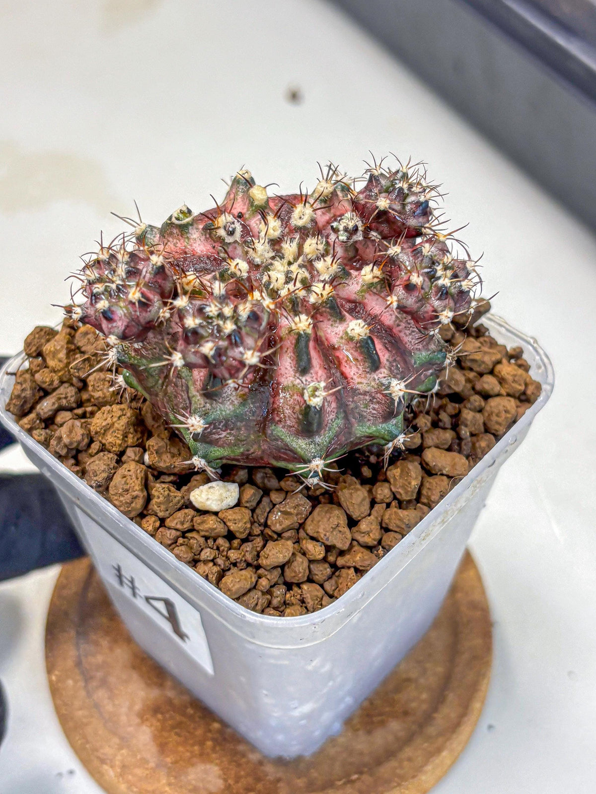 Gymnocalycium T-Rex (gy10) (4) | Variegated Cactus