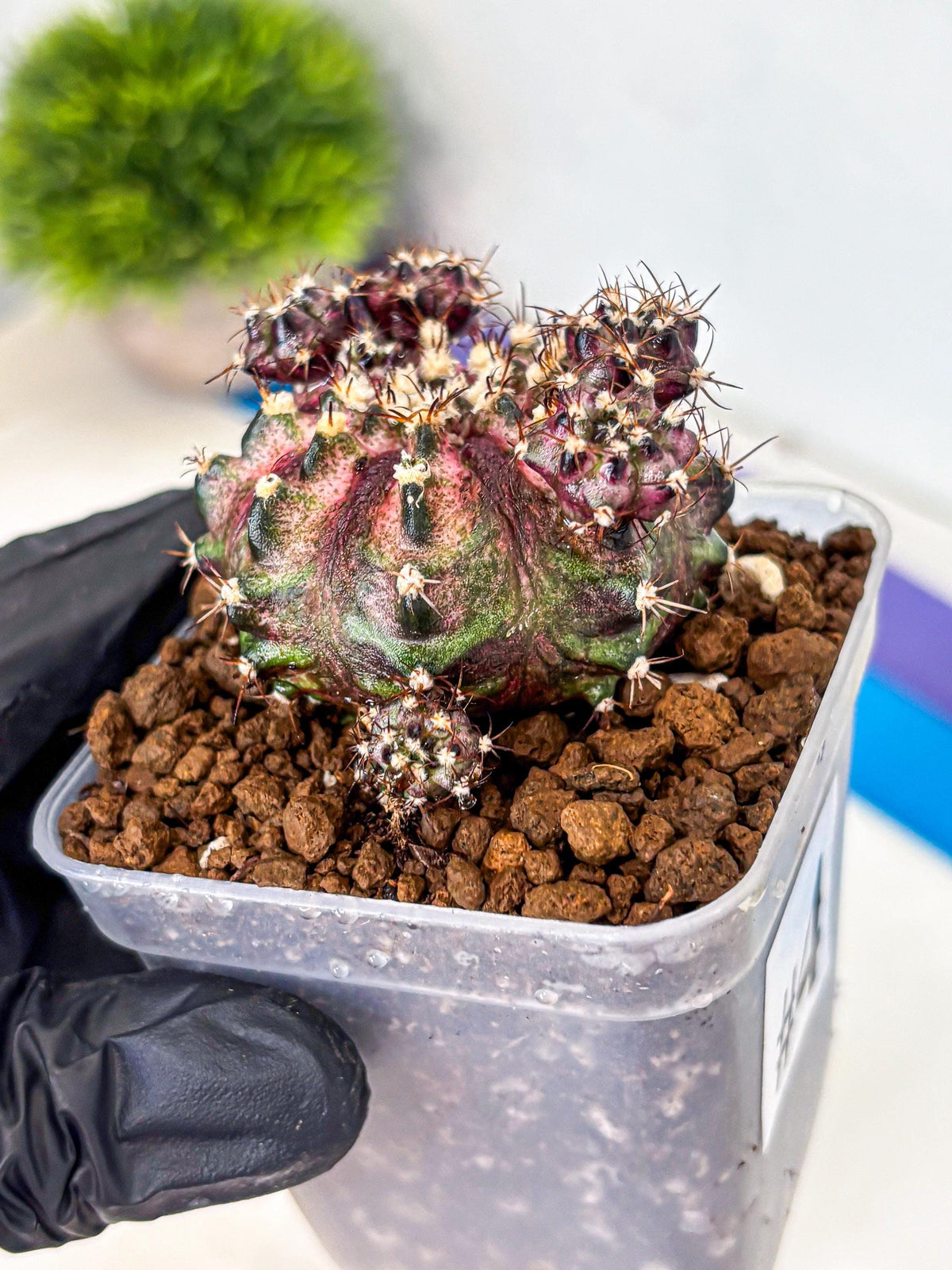 Gymnocalycium T-Rex (gy10) (4) | Variegated Cactus