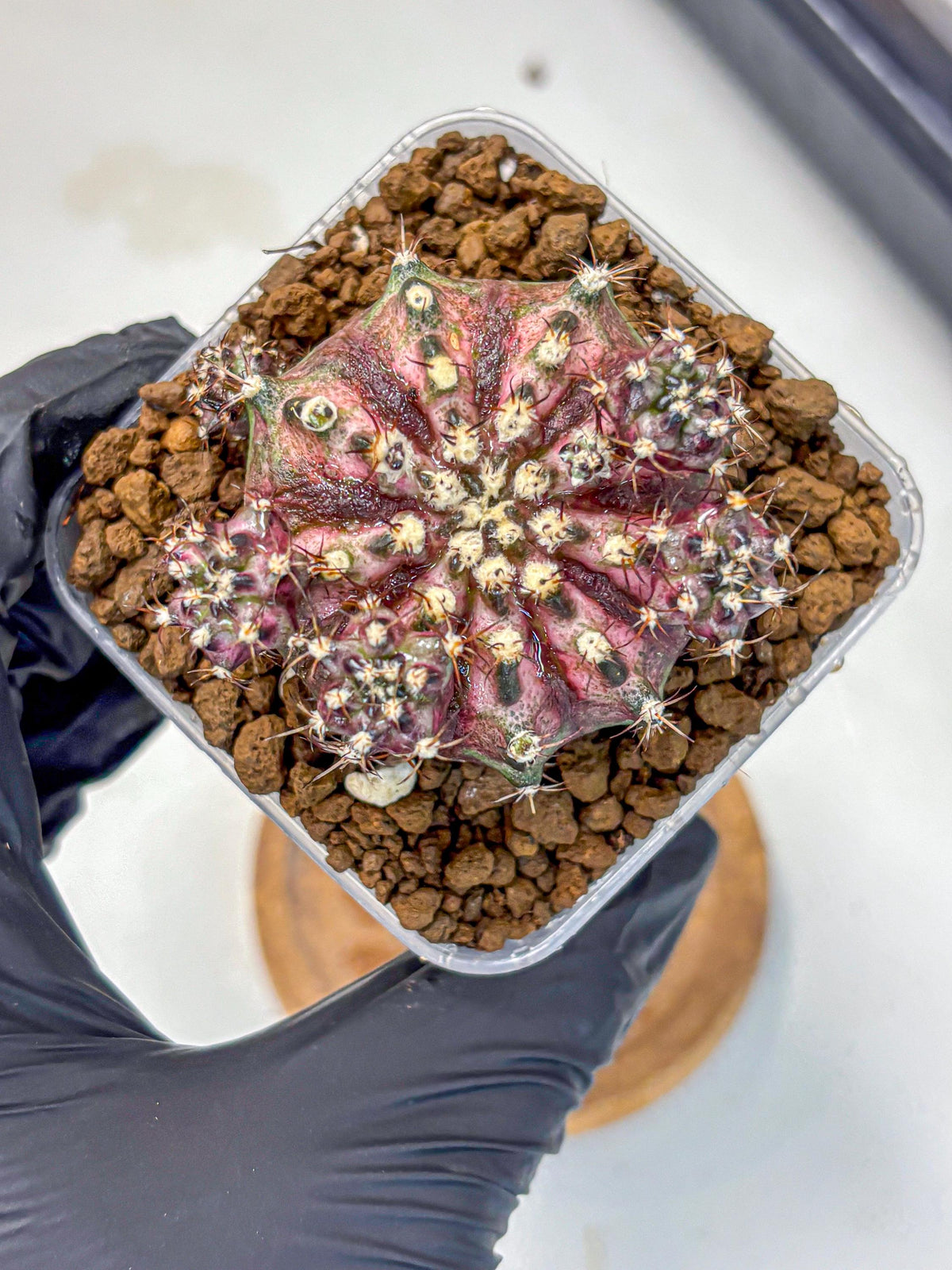 Gymnocalycium T-Rex (gy10) (4) | Variegated Cactus
