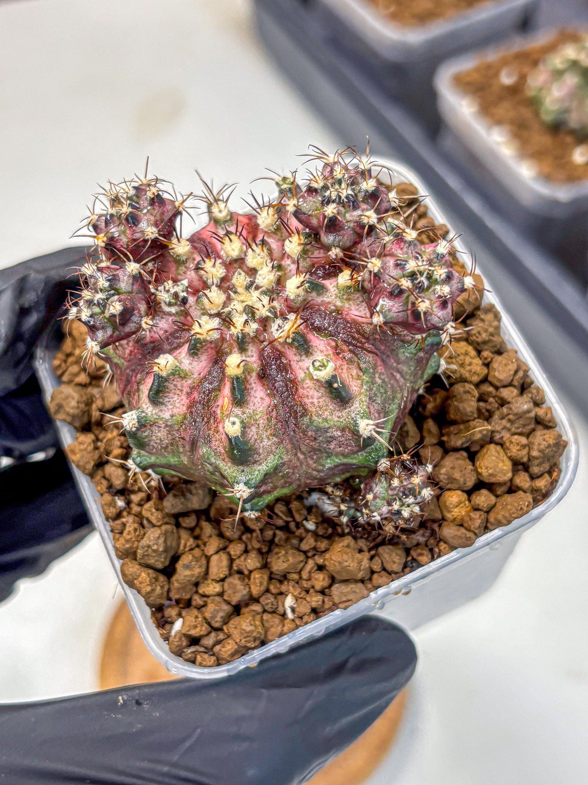 Gymnocalycium T-Rex (gy10) (4) | Variegated Cactus