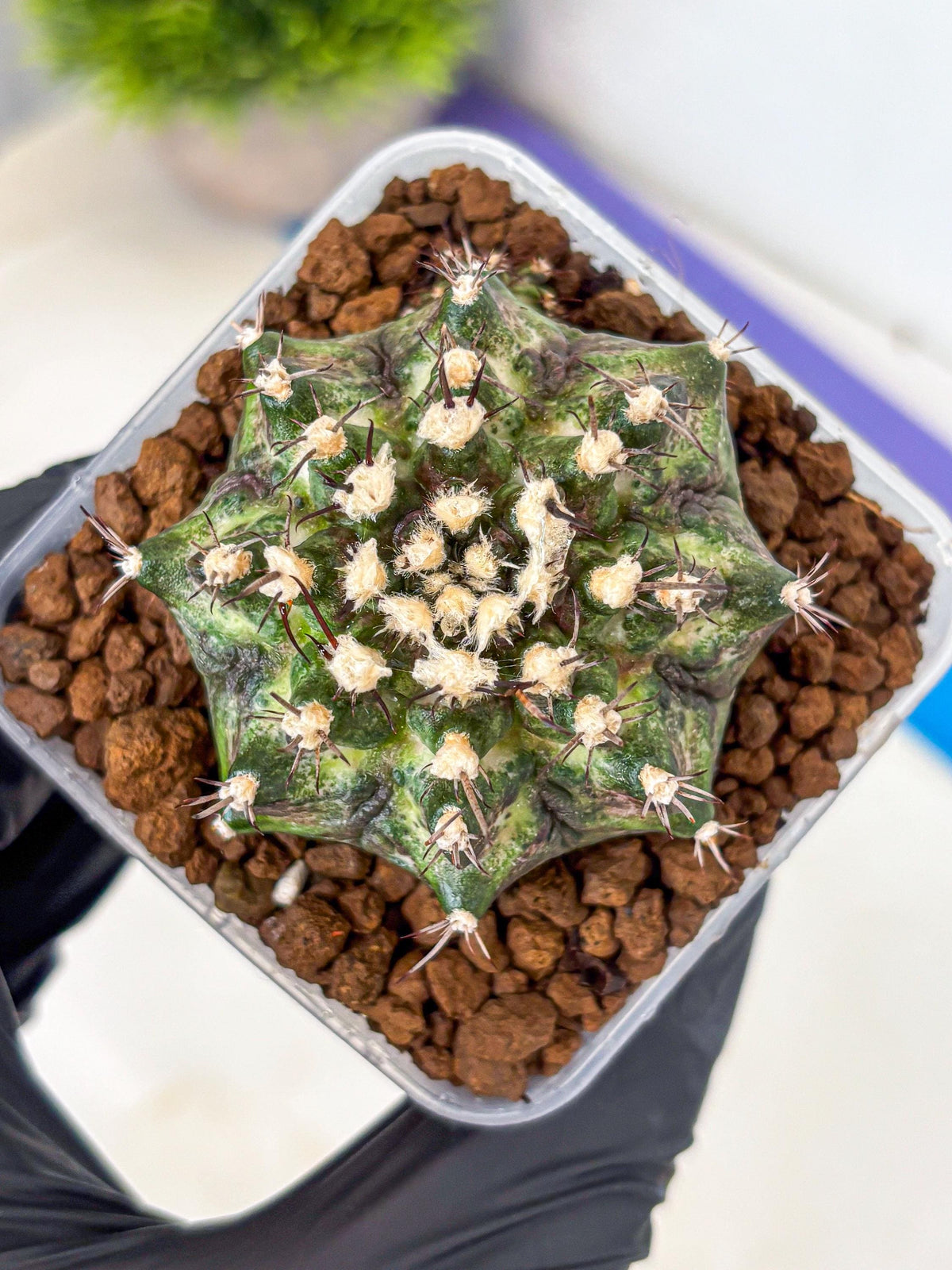 Gymnocalycium T-Rex (gy10) (5) | Variegated Cactus
