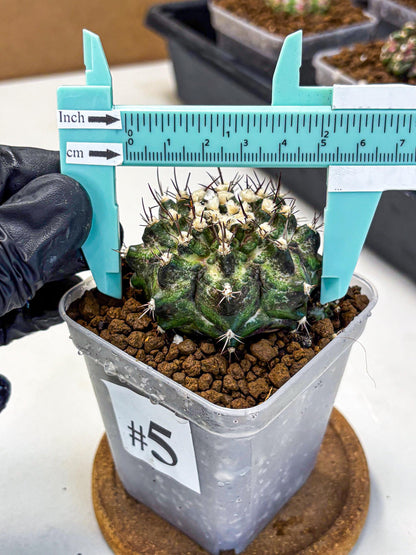 Gymnocalycium T-Rex (gy10) (5) | Variegated Cactus