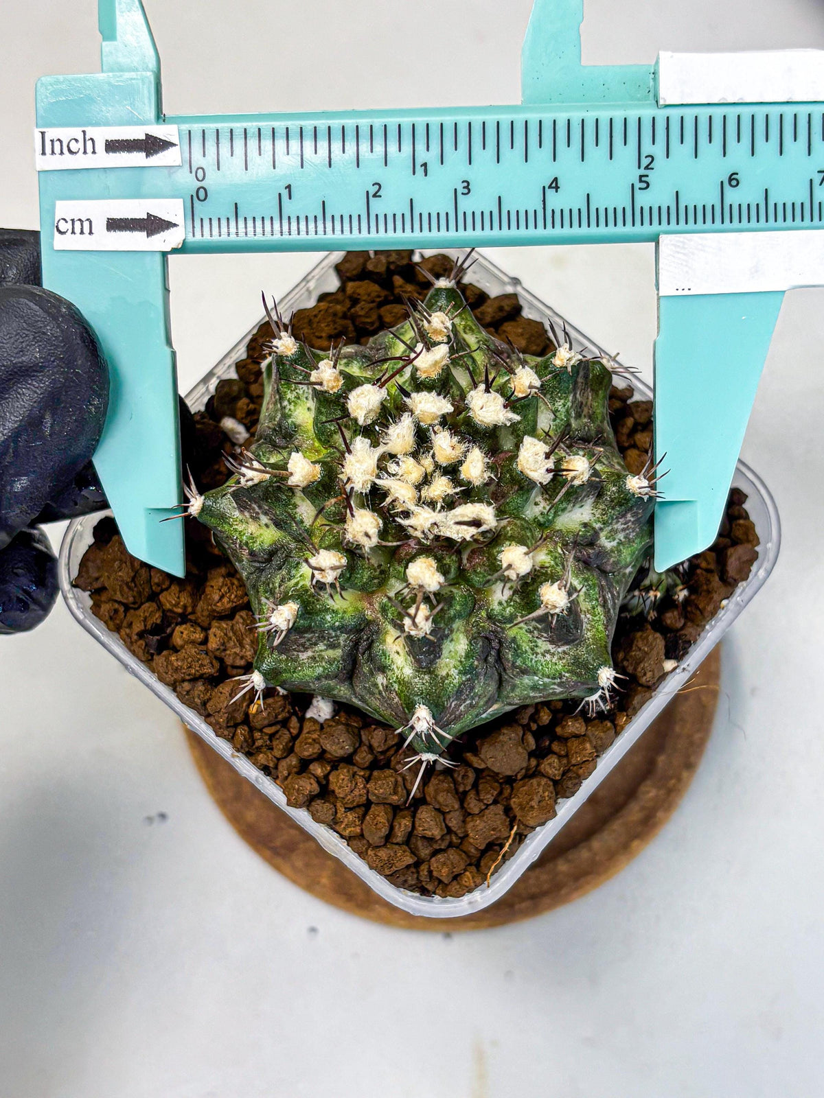 Gymnocalycium T-Rex (gy10) (5) | Variegated Cactus