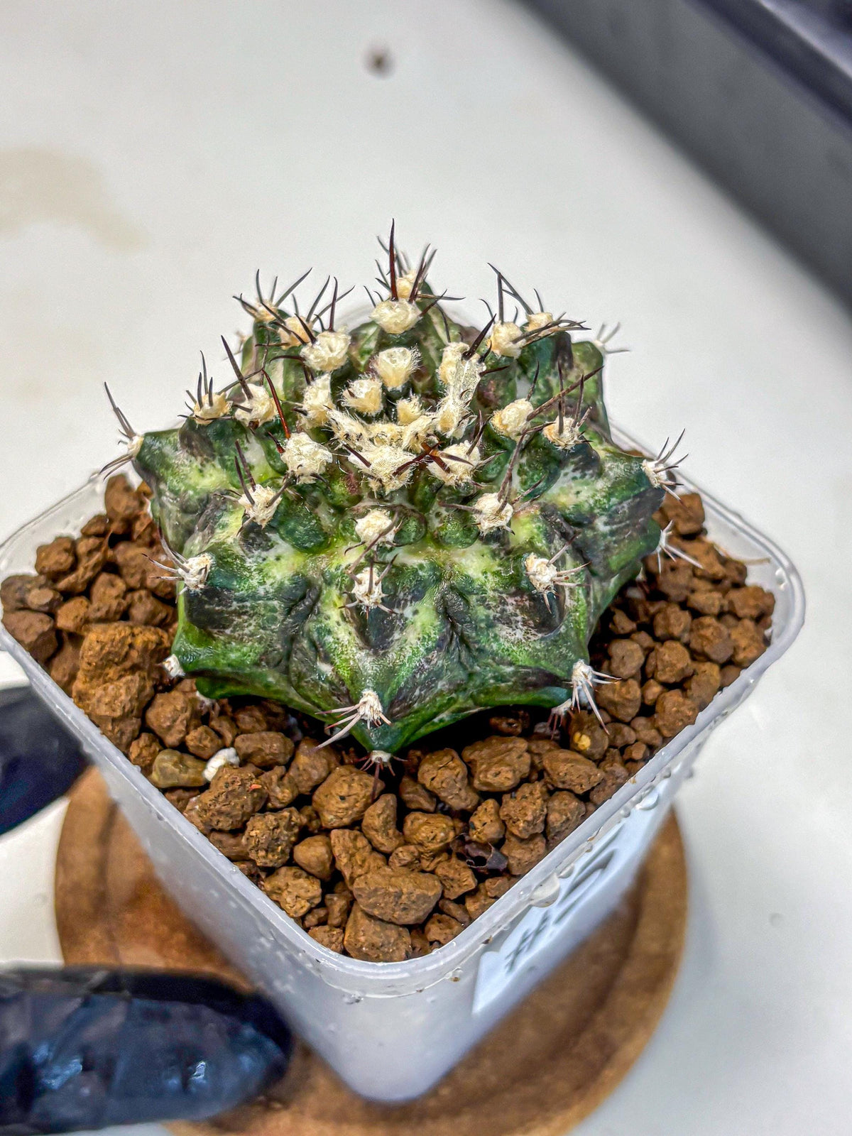 Gymnocalycium T-Rex (gy10) (5) | Variegated Cactus