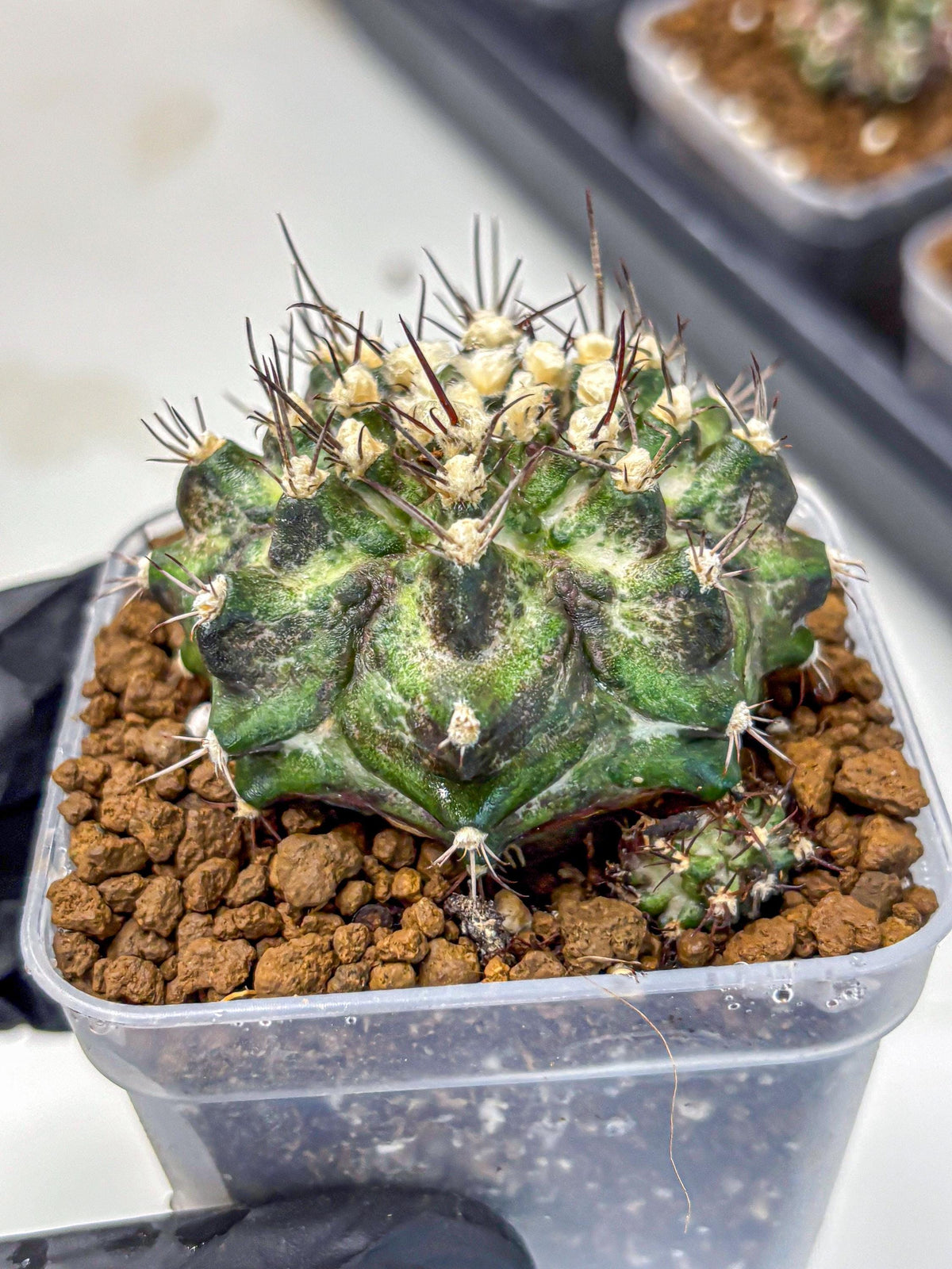 Gymnocalycium T-Rex (gy10) (5) | Variegated Cactus