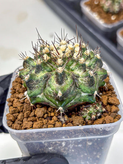 Gymnocalycium T-Rex (gy10) (5) | Variegated Cactus