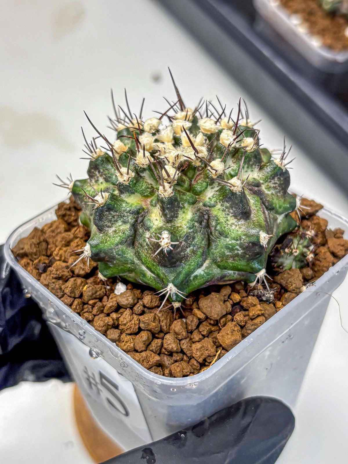 Gymnocalycium T-Rex (gy10) (5) | Variegated Cactus