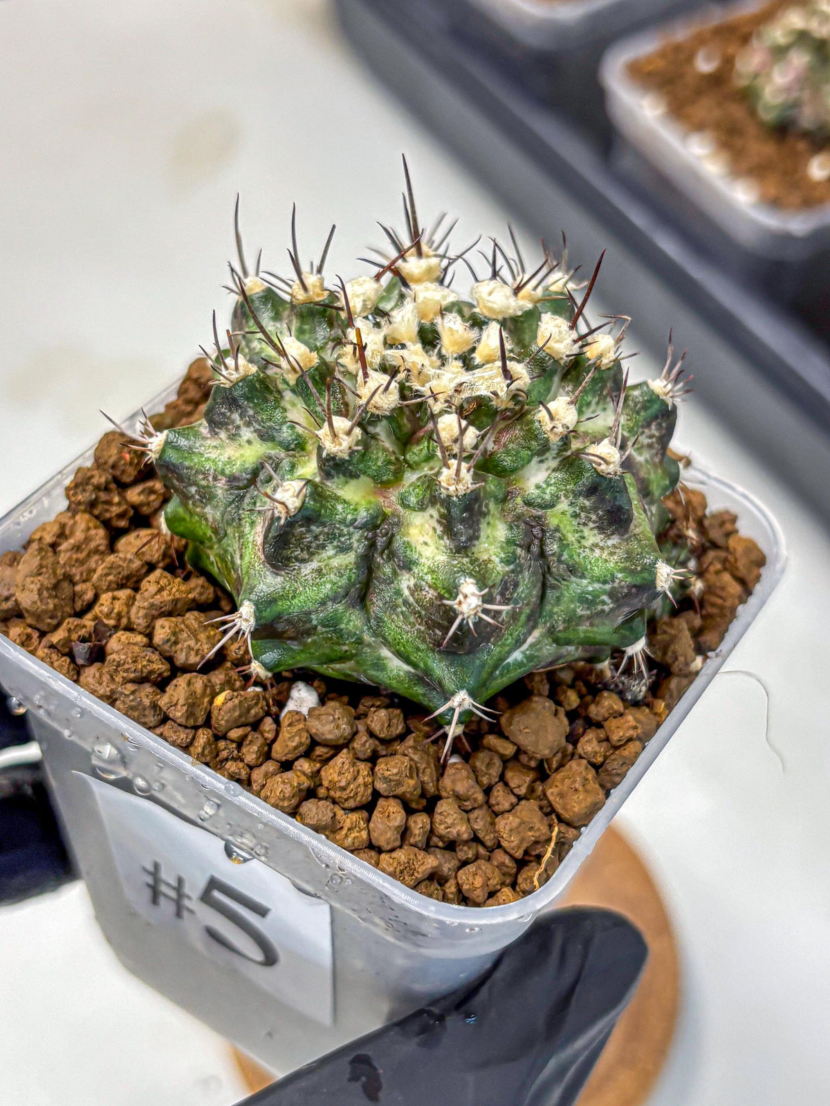 Gymnocalycium T-Rex (gy10) (5) | Variegated Cactus