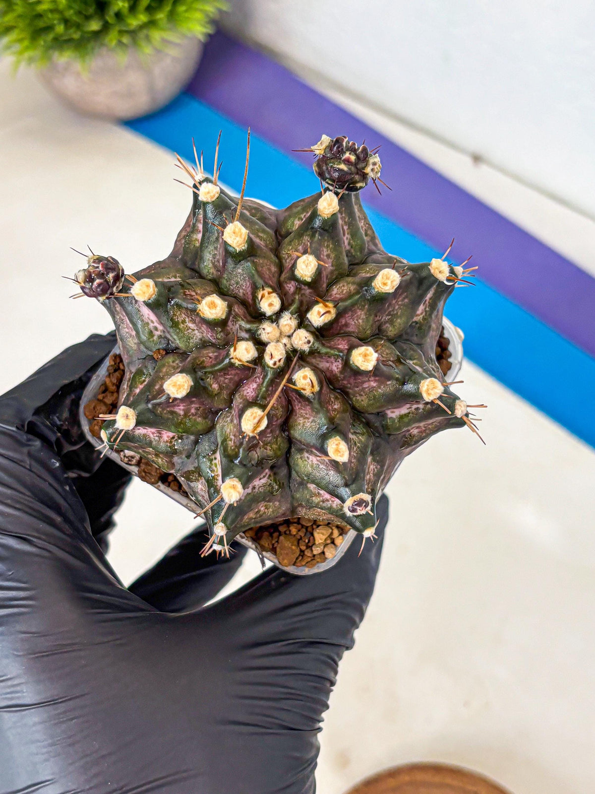 Gymnocalycium T-Rex (gy10) (8) | Variegated Cactus