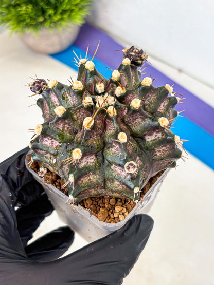 Gymnocalycium T-Rex (gy10) (8) | Variegated Cactus
