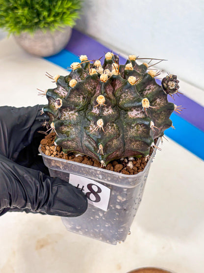 Gymnocalycium T-Rex (gy10) (8) | Variegated Cactus