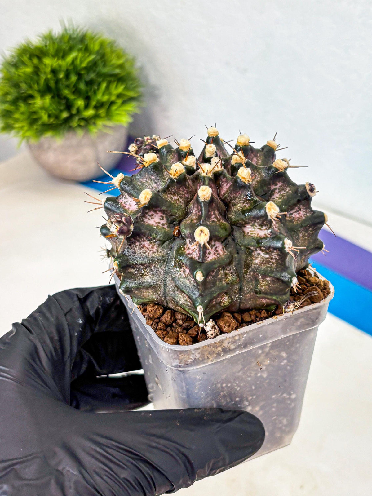 Gymnocalycium T-Rex (gy10) (8) | Variegated Cactus