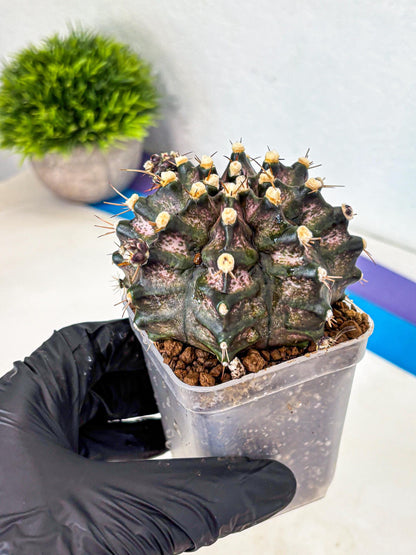 Gymnocalycium T-Rex (gy10) (8) | Variegated Cactus