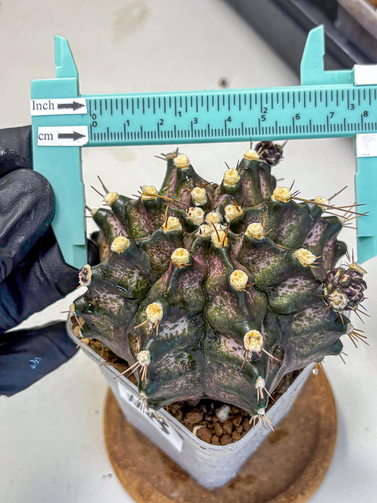 Gymnocalycium T-Rex (gy10) (8) | Variegated Cactus